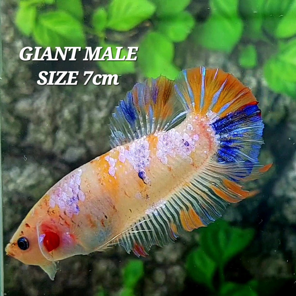 Multicolor Naranja Koi GIGANTE HMPK Macho