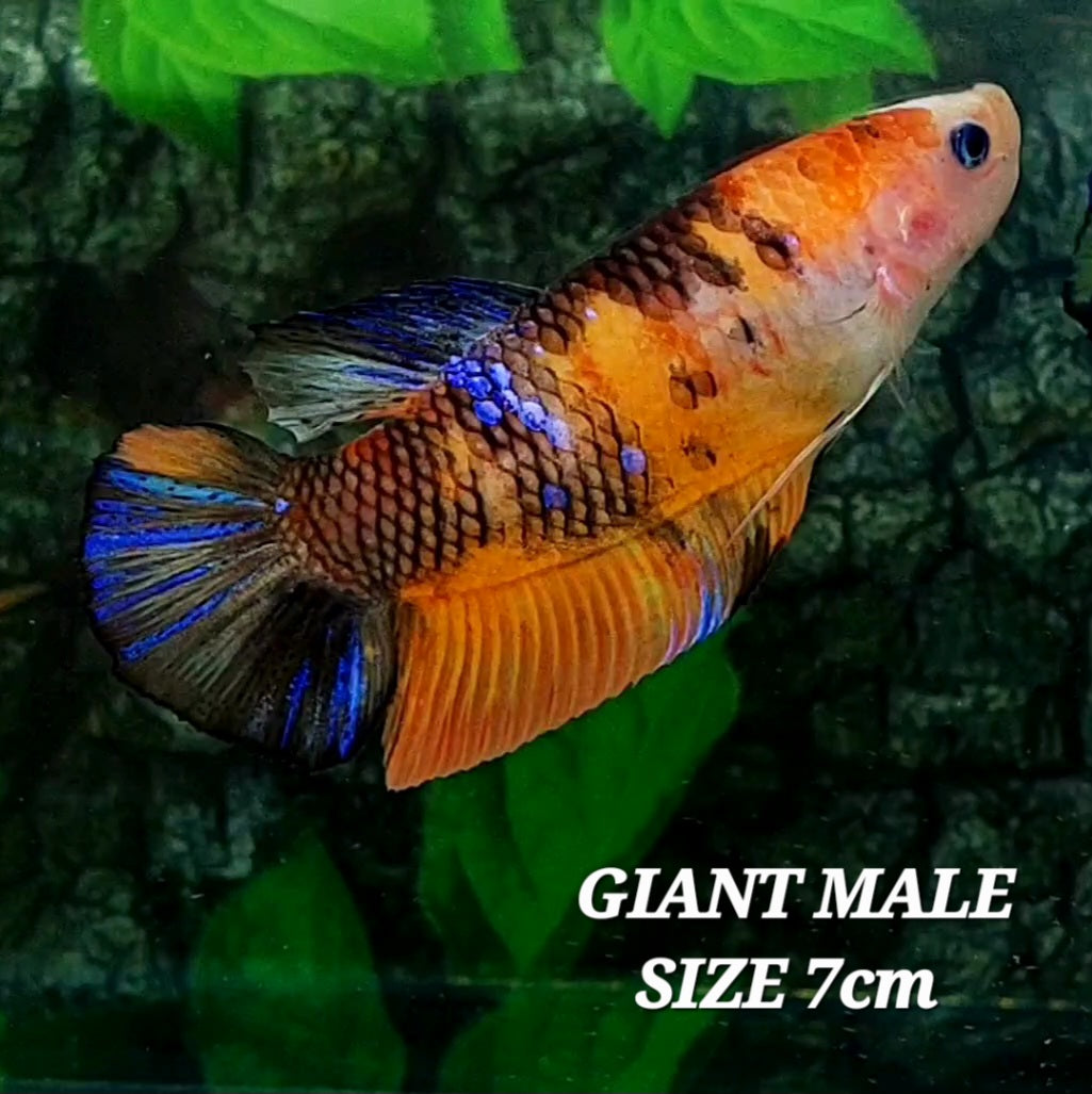 Multicolor Naranja Koi GIGANTE HMPK Macho