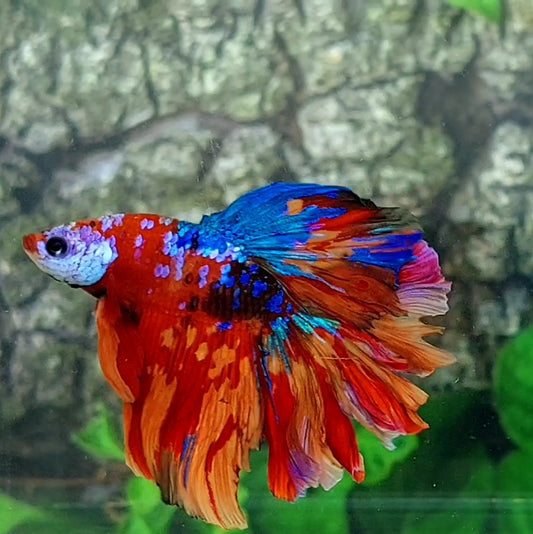 Multicolor Galaxy Rosetail Halfmoon Male
