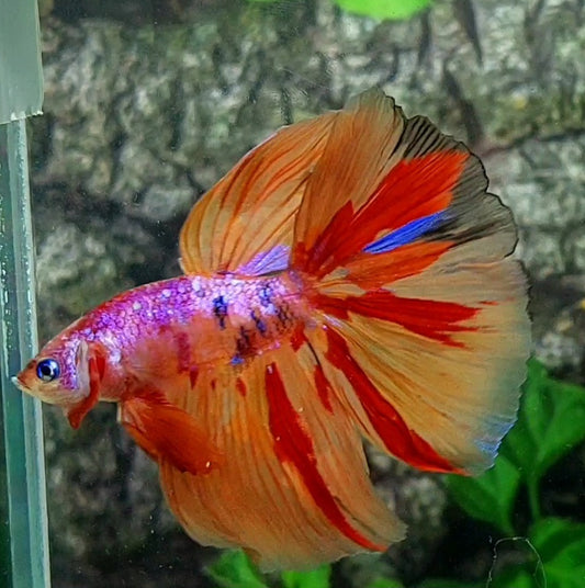 Multicolor Pink Candy Halfmoon Male