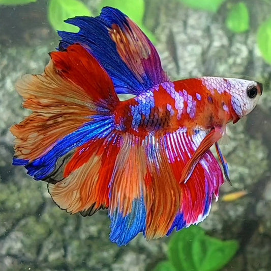Multicolor Purple Pink Galaxy Rosetail Halfmoon Male