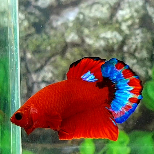 Hellboy HMPK Male