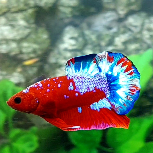 Hellboy HMPK Male