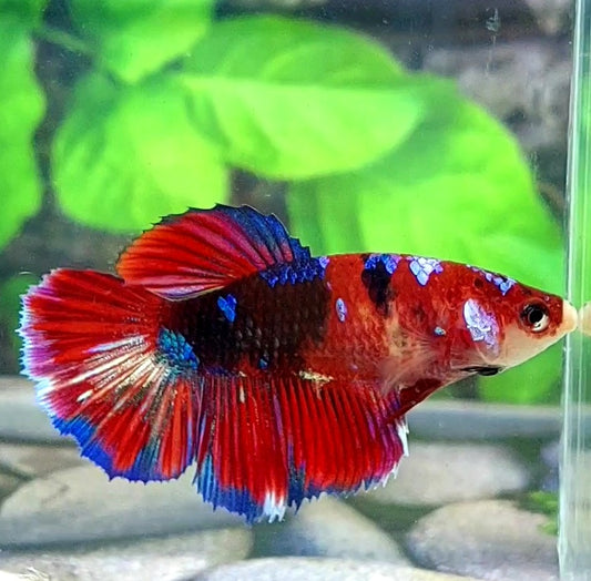 Multicolor Koi Galaxy Halfmoon Female For Sorority Tank/Breed