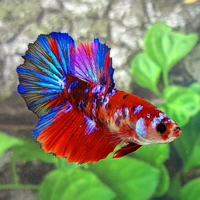 Multicolor Red Koi Galaxy Halfmoon Female For Sorority Tank/Breed