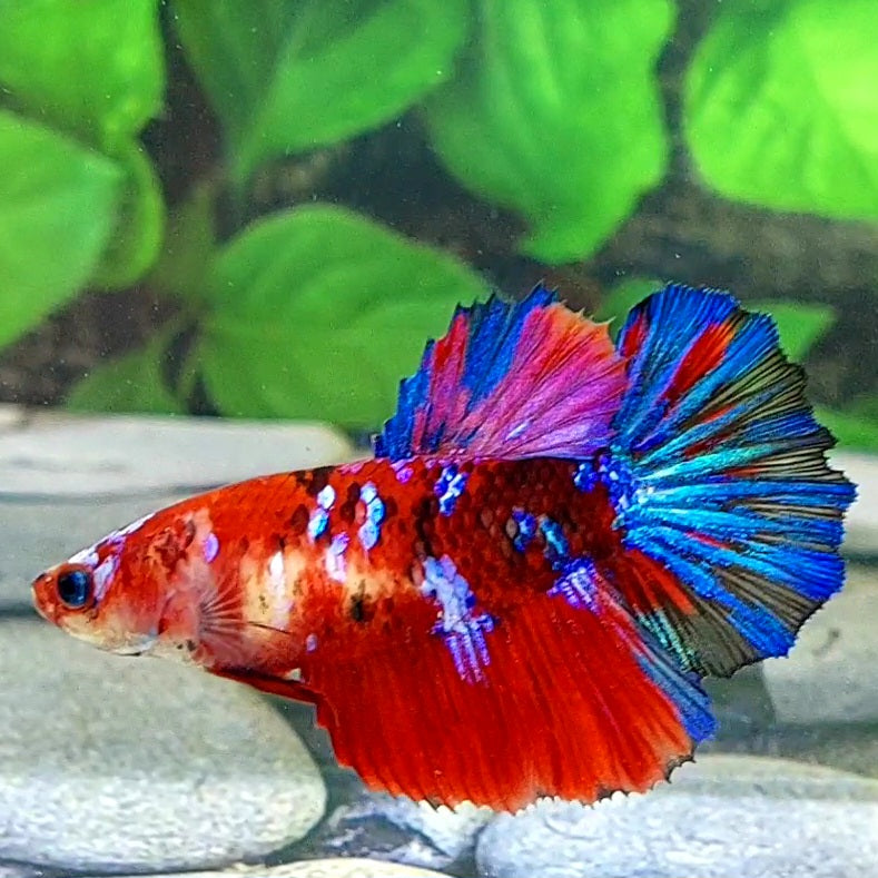 Multicolor Red Koi Galaxy Halfmoon Female For Sorority Tank/Breed