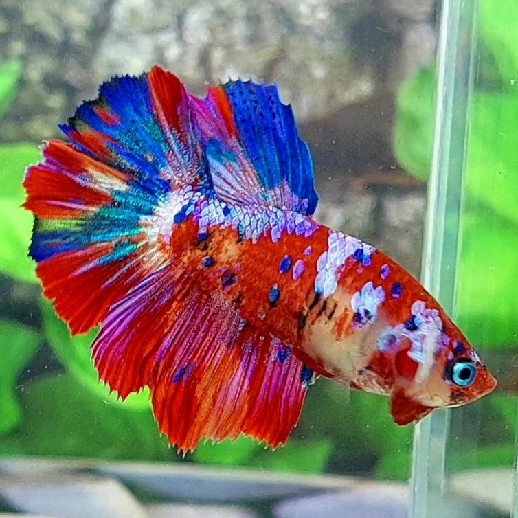 Hembra de media luna rosa y púrpura para tanque/raza de hermandad