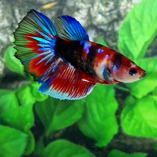 Black Koi Galaxy Halfmoon Female For Sorority Tank/Breed