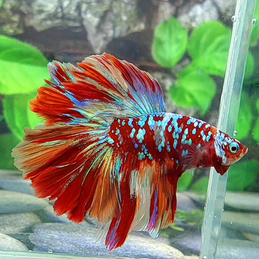 Multicolor Red Galaxy Rosetail Halfmoon Male