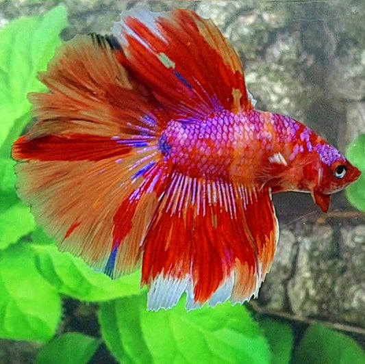 Multicolor Pink Purple Candy Halfmoon Male