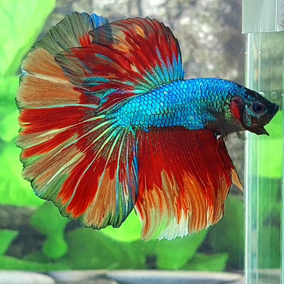 Multicolor Candy Halfmoon Male