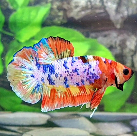 Multicolor Pink Candy HMPK Male