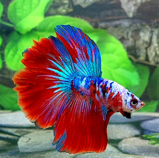 Multicolor Red Galaxy Halfmoon Male