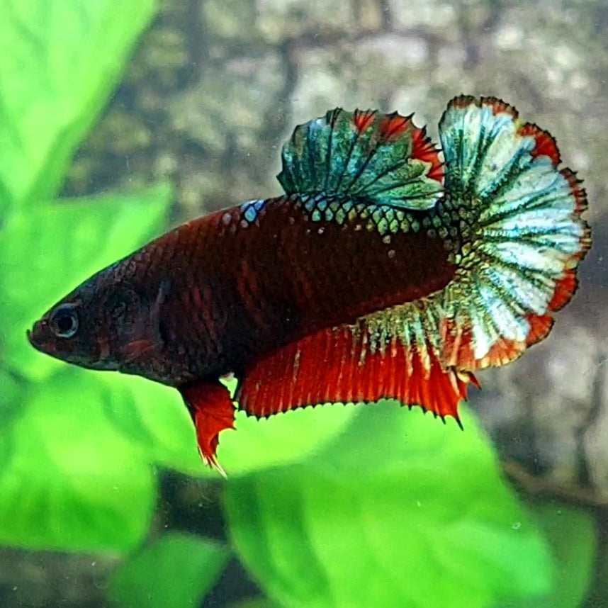 Black Green Copper Fancy HMPK Female For Sorority Tank/Breed