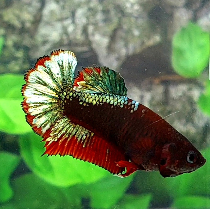 Black Green Copper Fancy HMPK Female For Sorority Tank/Breed