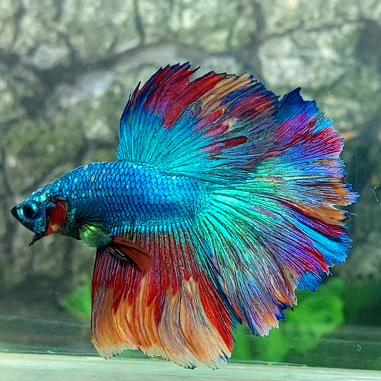 Multicolor Turquoise Halfmoon Male