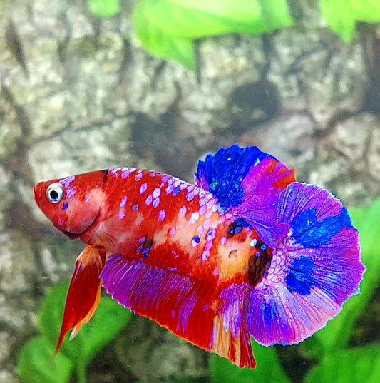 Multicolor Purple Nemo Galaxy HMPK Male