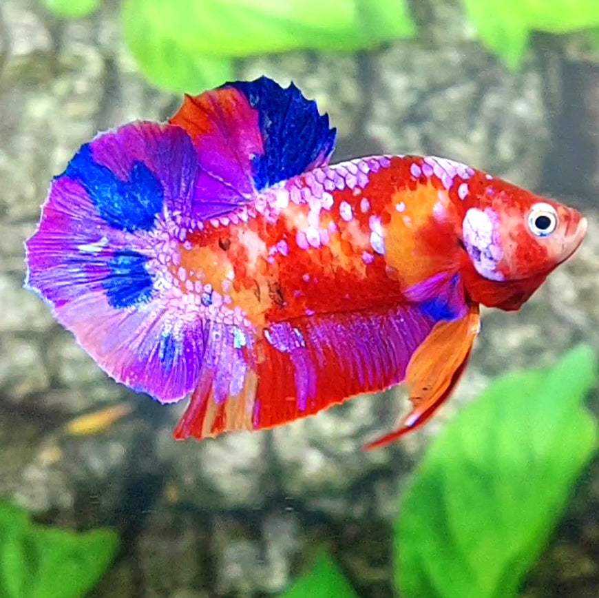 Multicolor Purple Nemo Galaxy HMPK Male