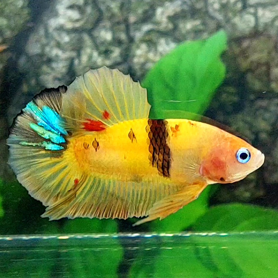 Yellowbase Tiger Koi HMPK Male