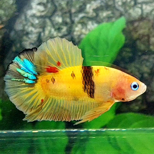 Yellowbase Tiger Koi HMPK Male