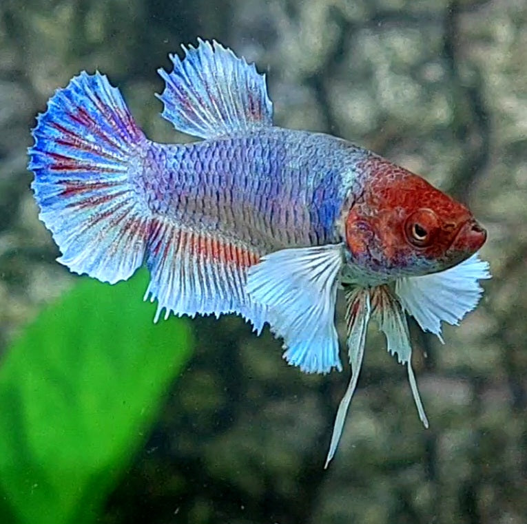 Amarillo cobre púrpura Koi Galaxy HMPK hembra para hermandad de mujeres tanque/raza