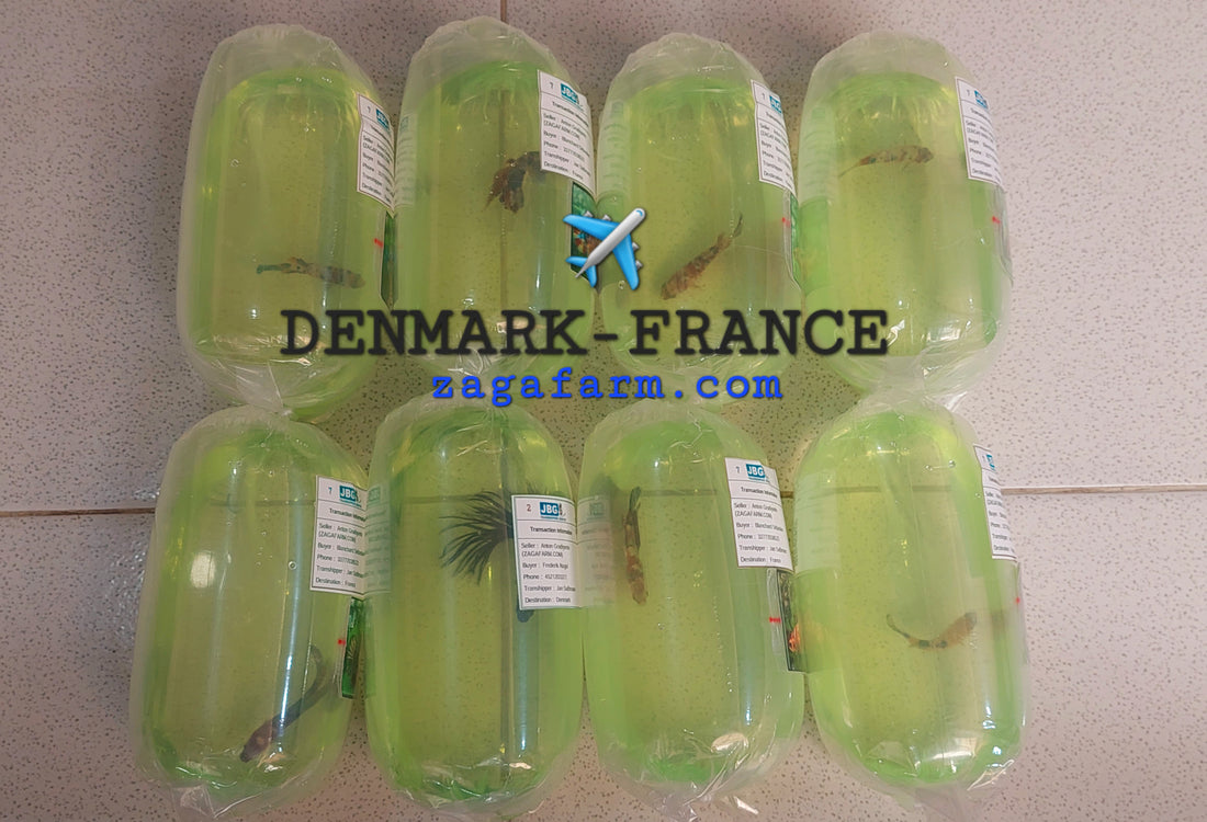 8 Betta ✈️ Denmark & France - Transhipper Jan Sabmann