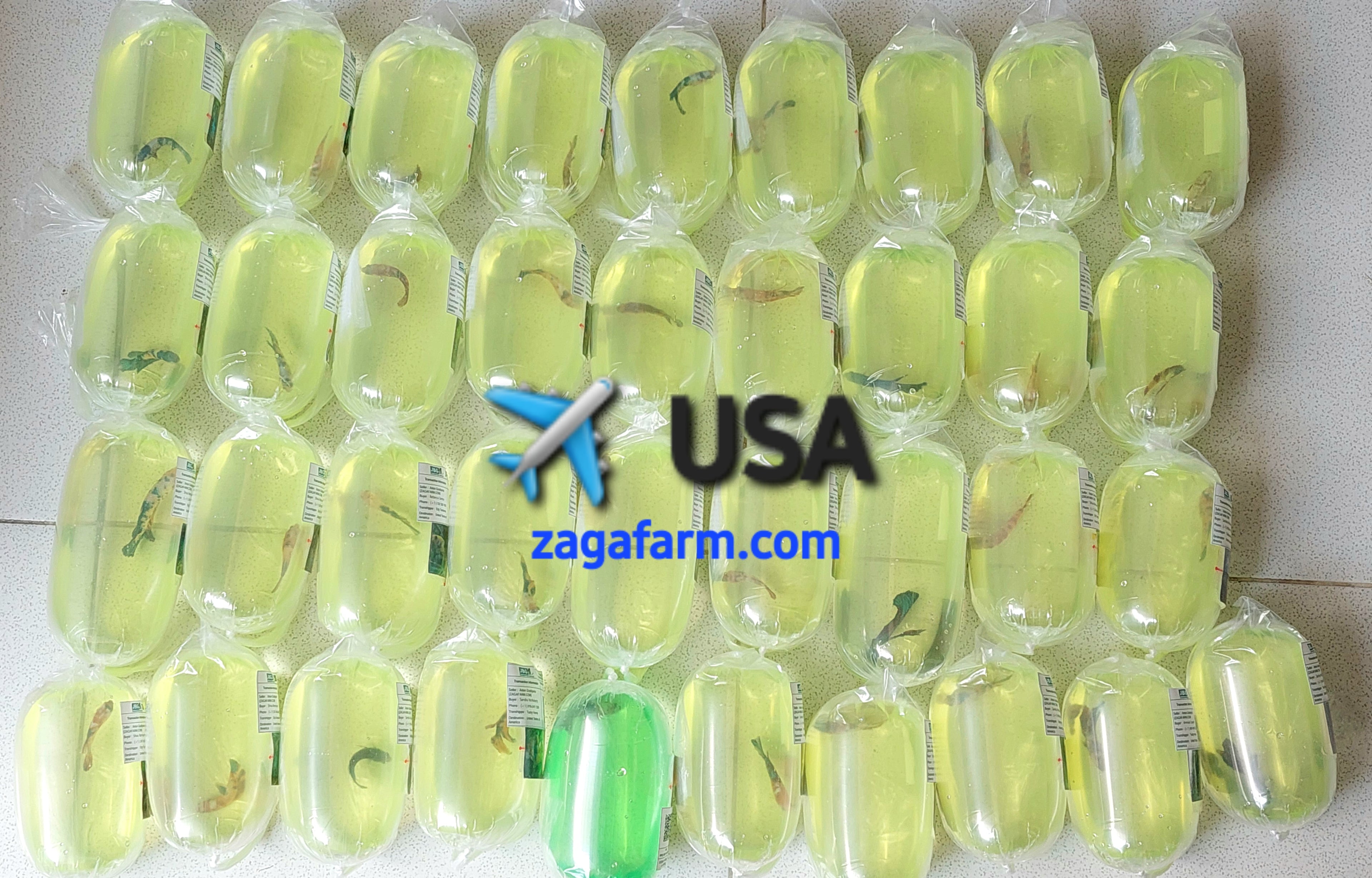 ✈️ USA