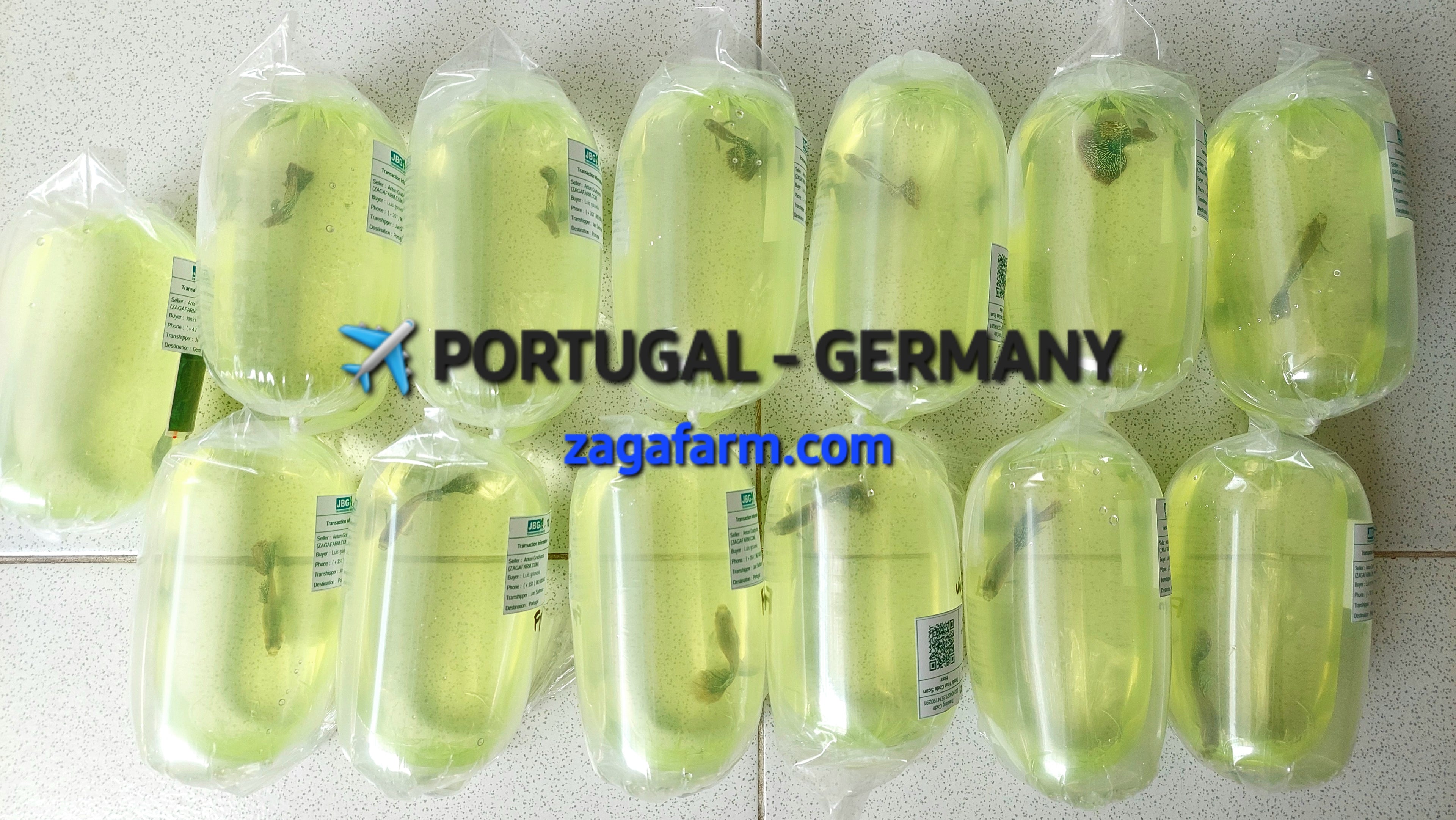 ✈️ PORTUGAL & GERMANY