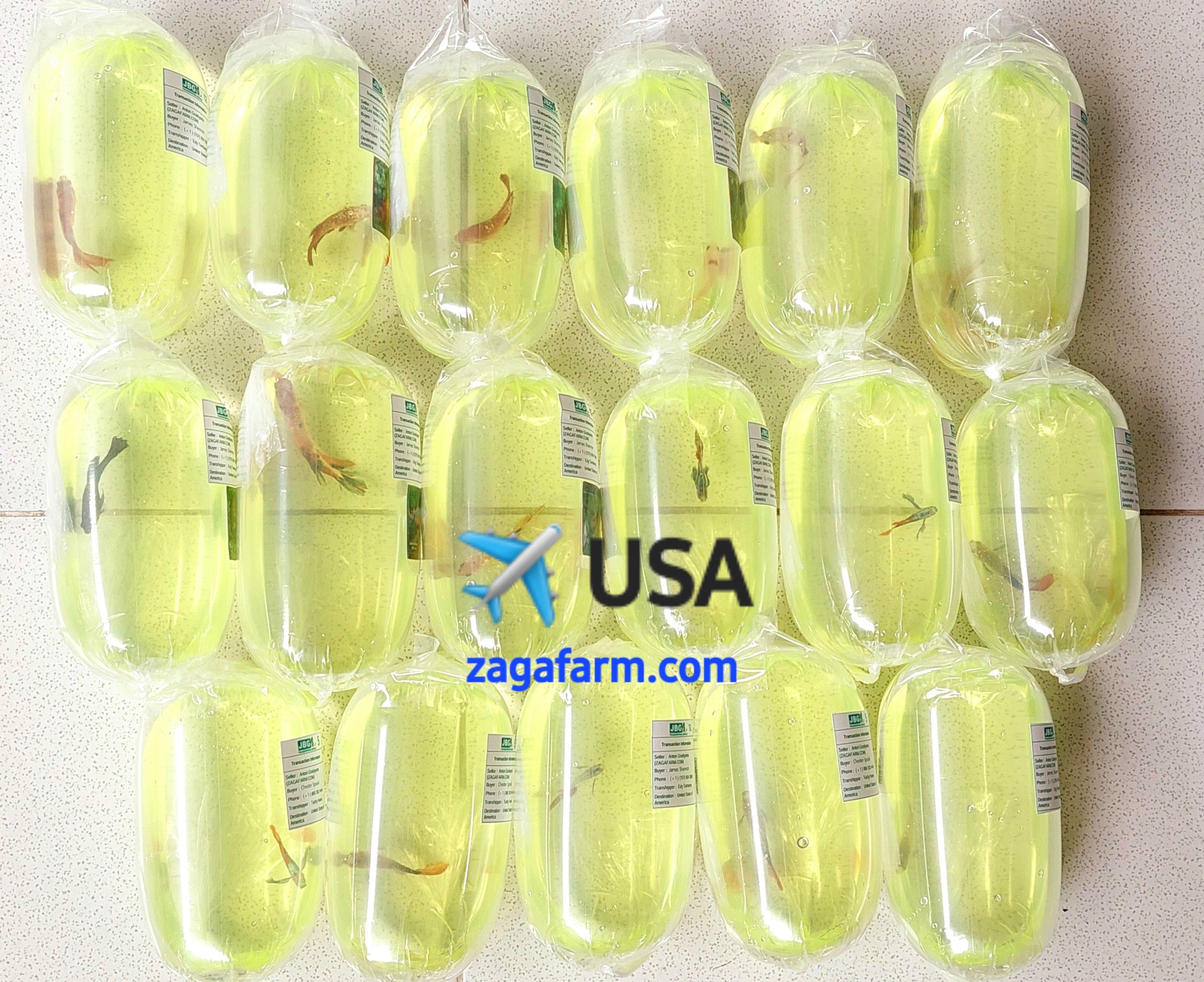 ✈️ USA