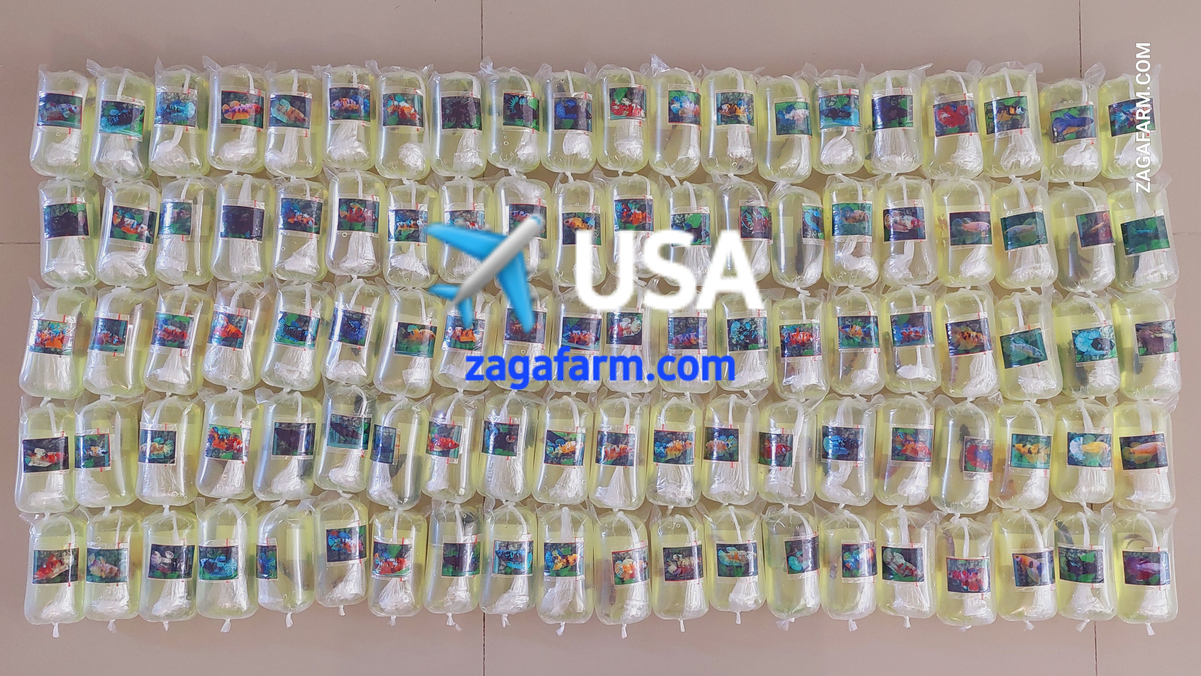 ✈️ USA
