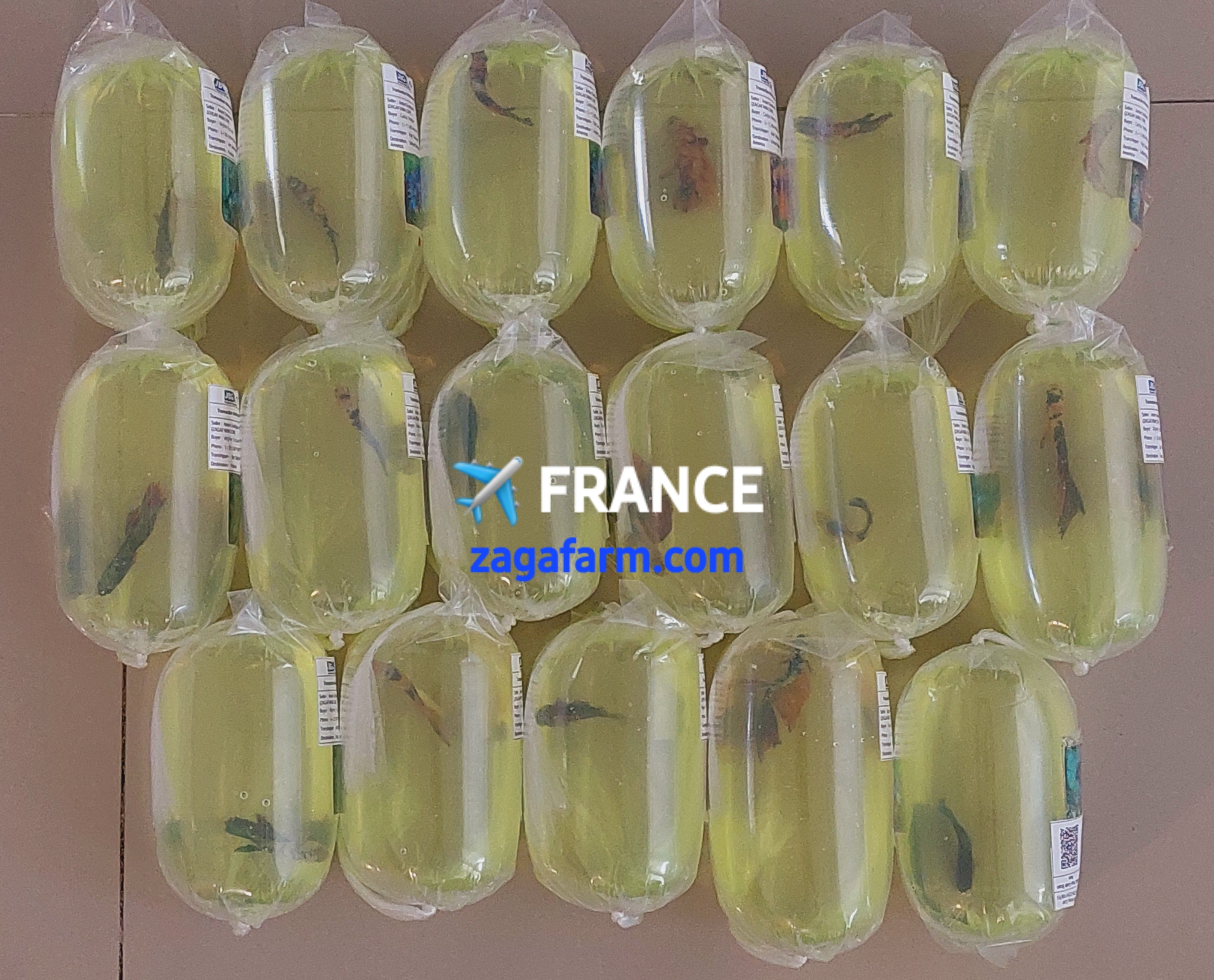 ✈️ FRANCE