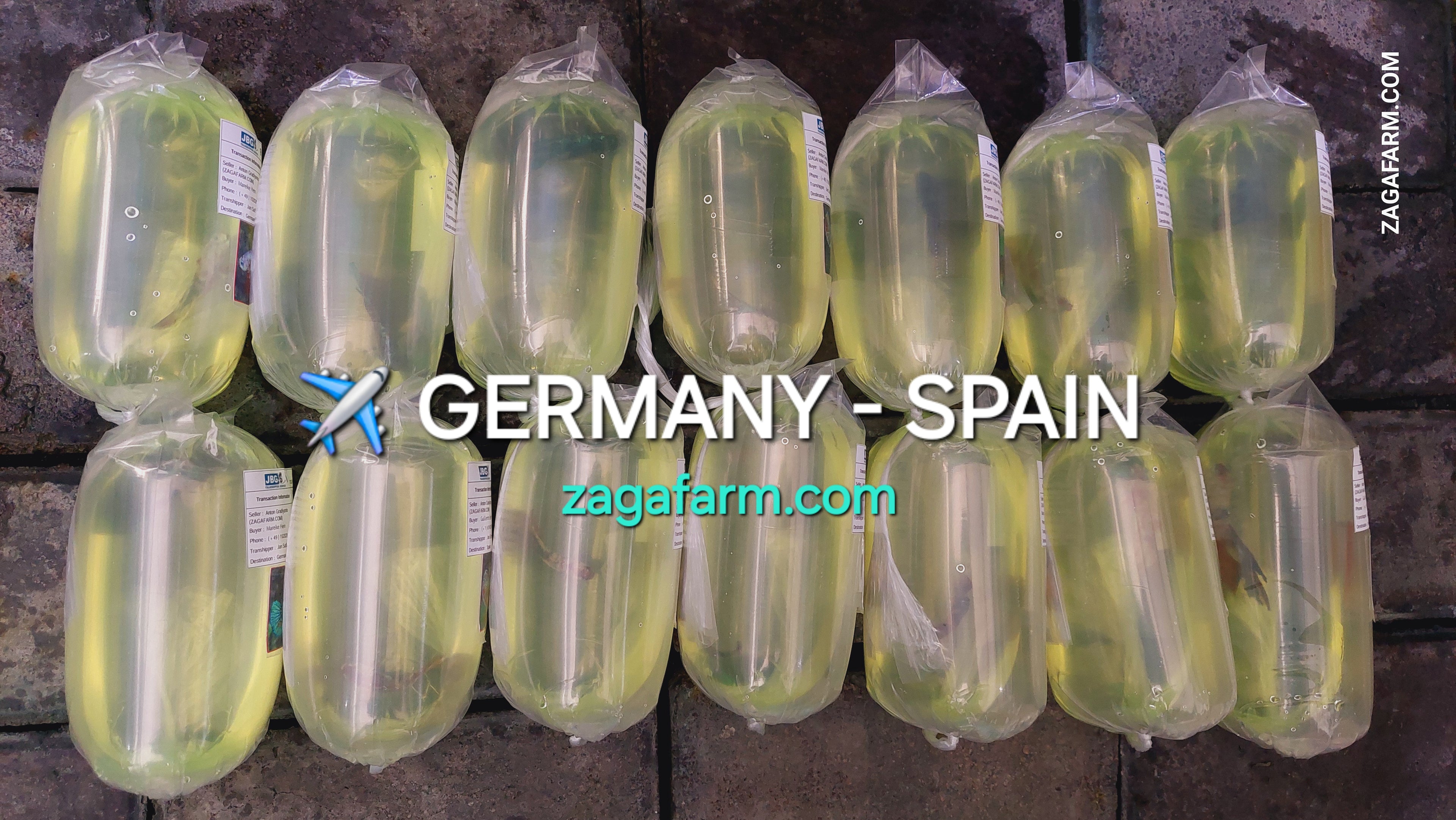 ✈️ GERMANY - SPAIN