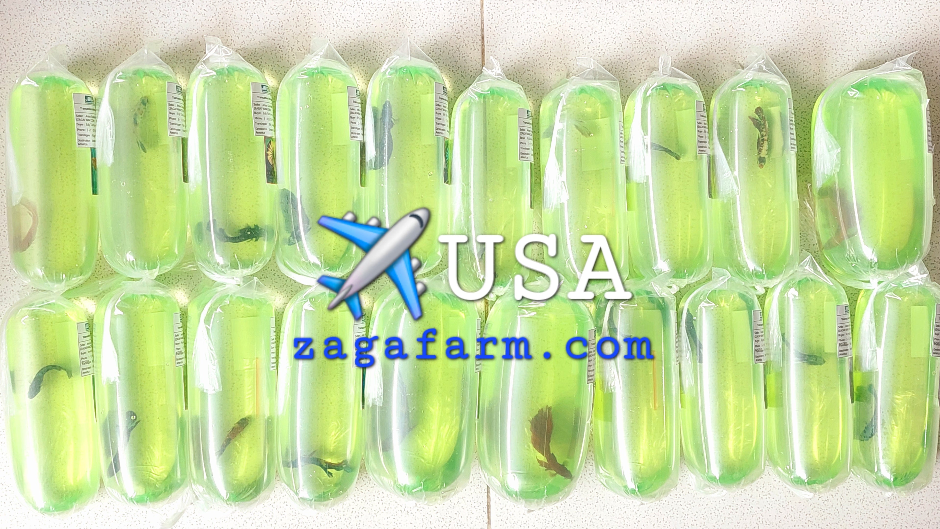 ✈️ USA