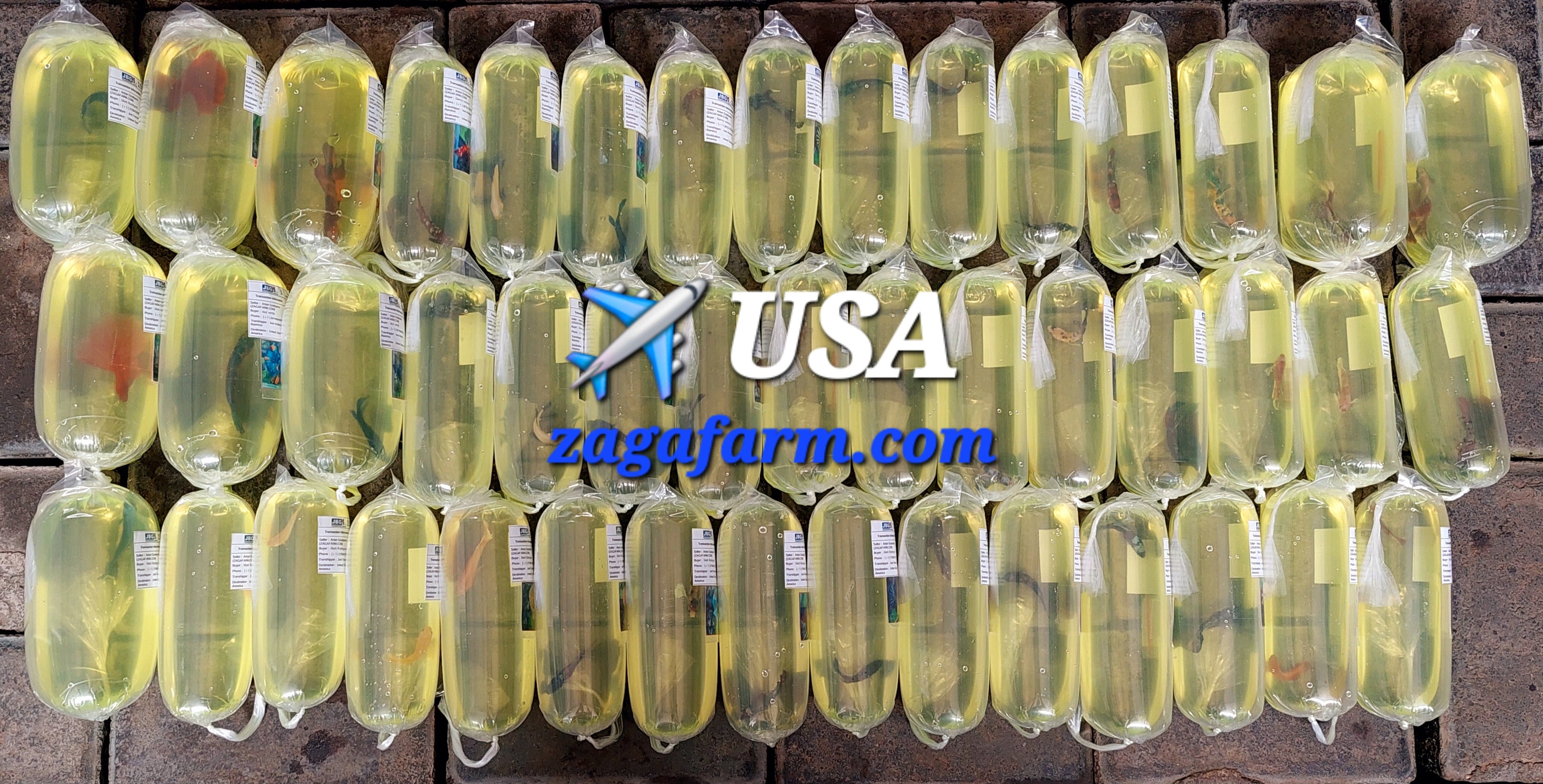 ✈️ USA