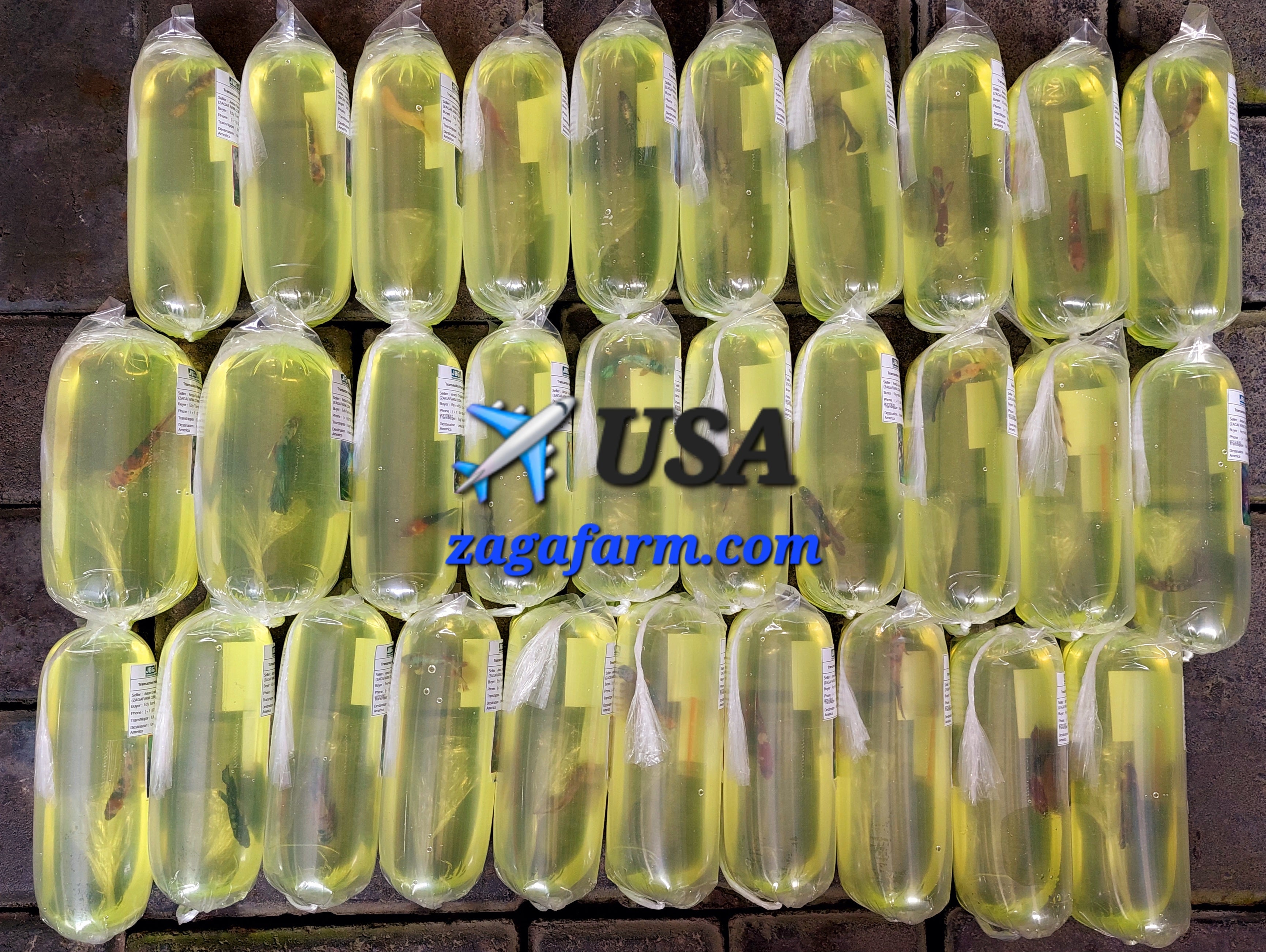 ✈️ USA