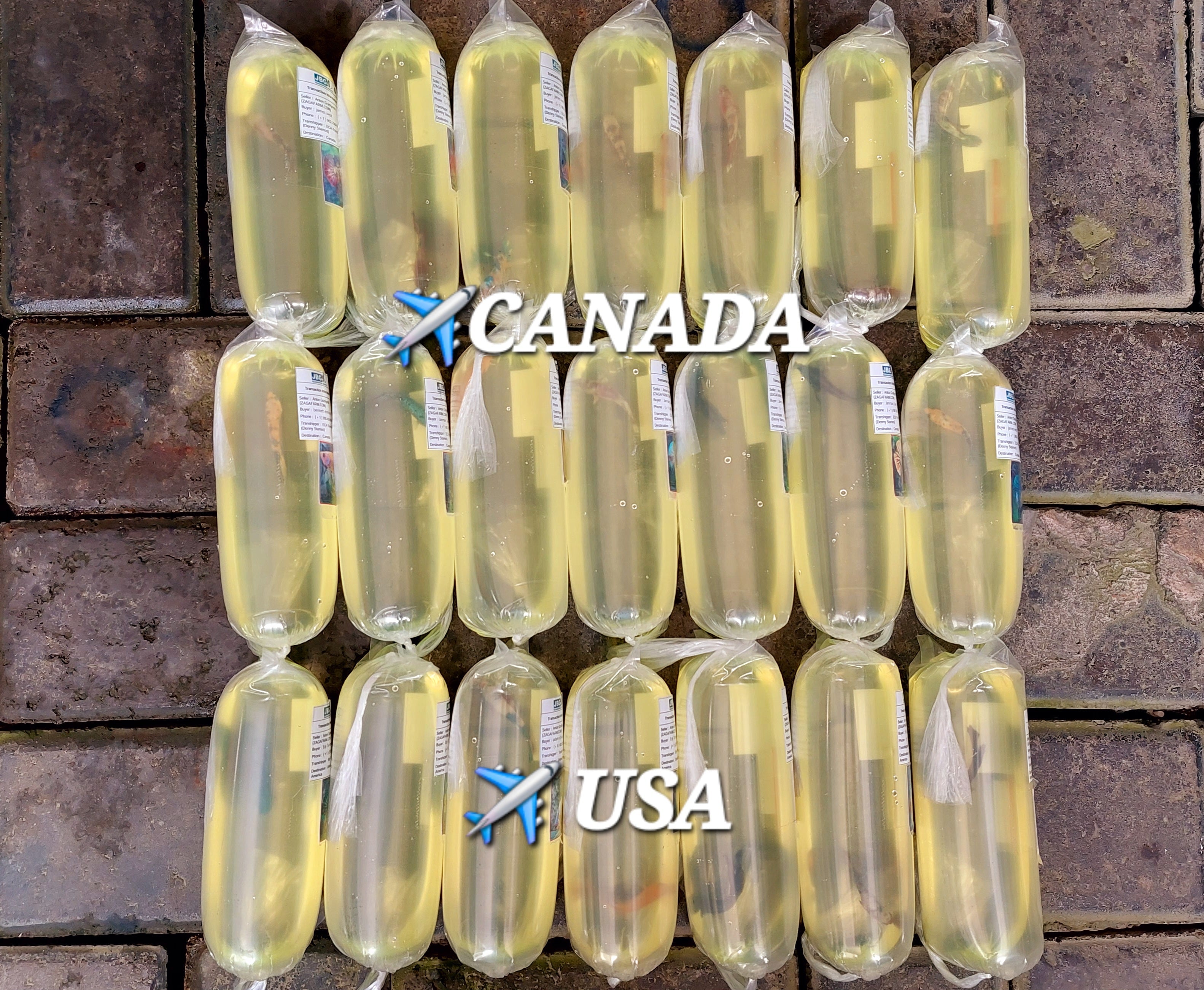 ✈️ CANADA & USA