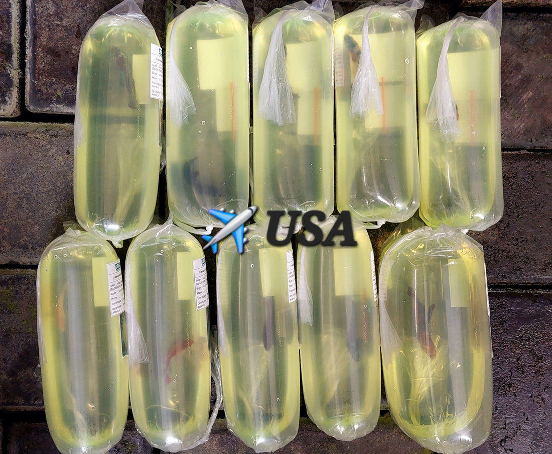 ✈️ USA