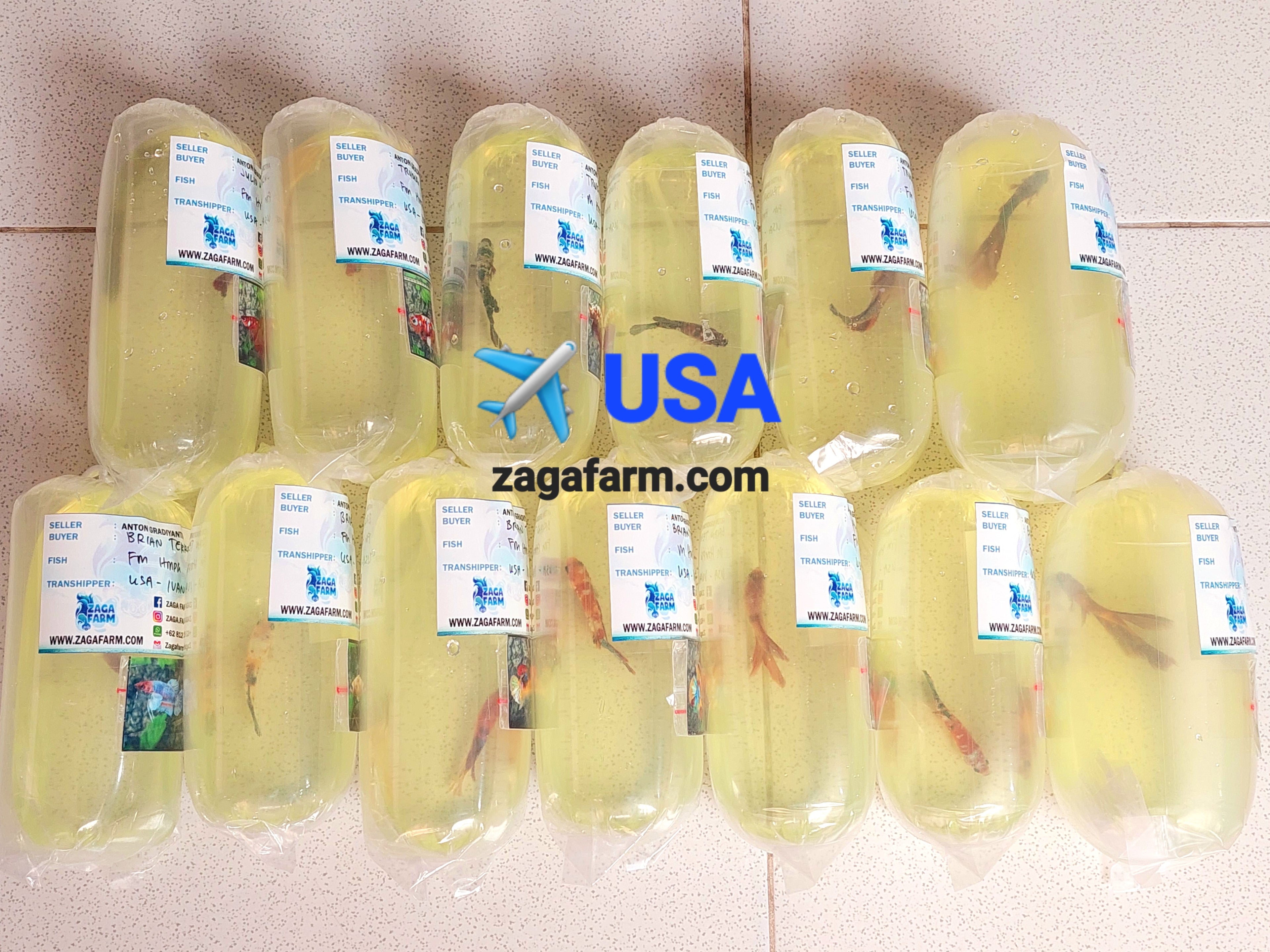 Retail 13 Betta ✈️ USA