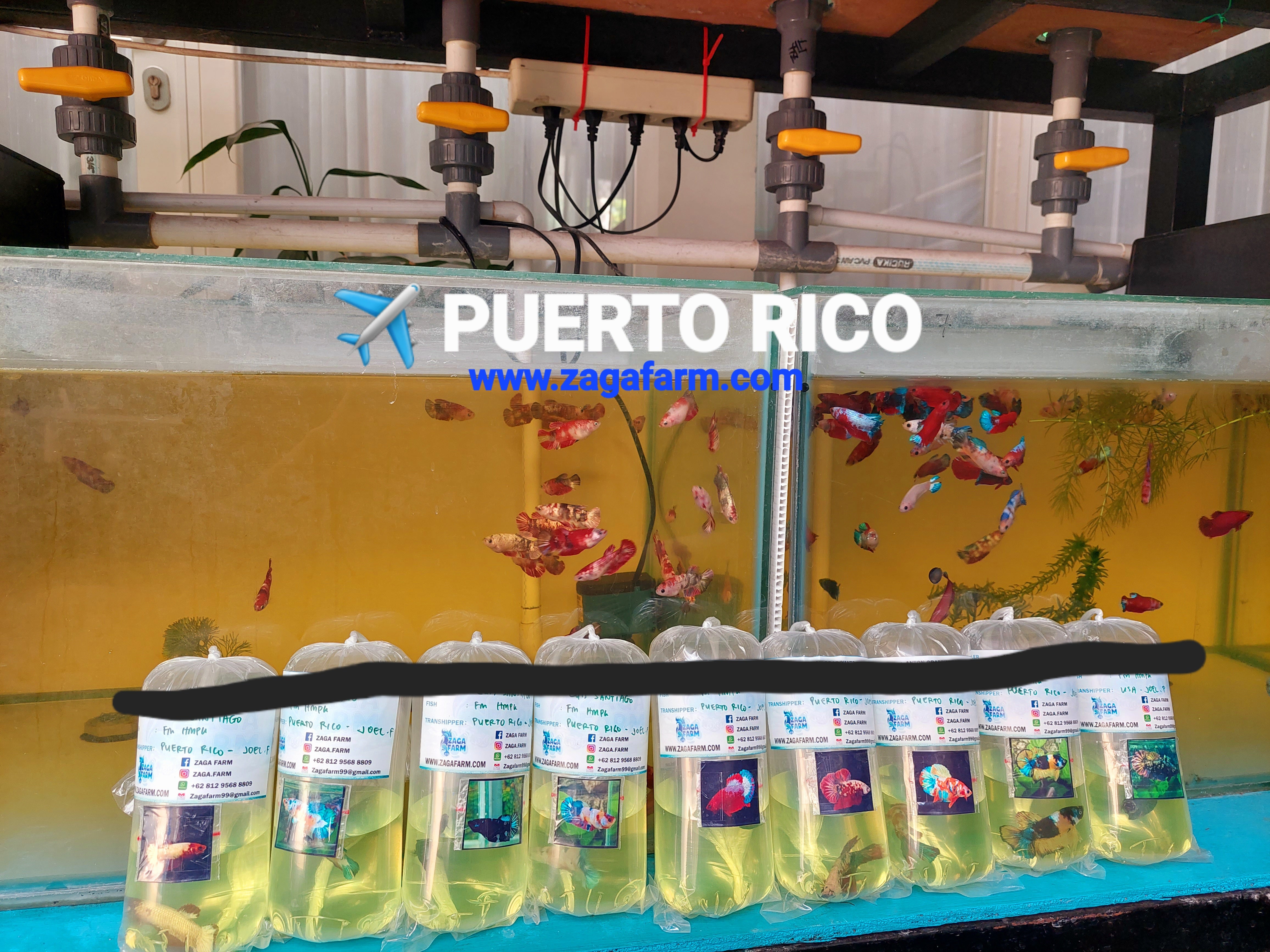 9 Betta Fish ️ Puerto Rico – Zaga Farm