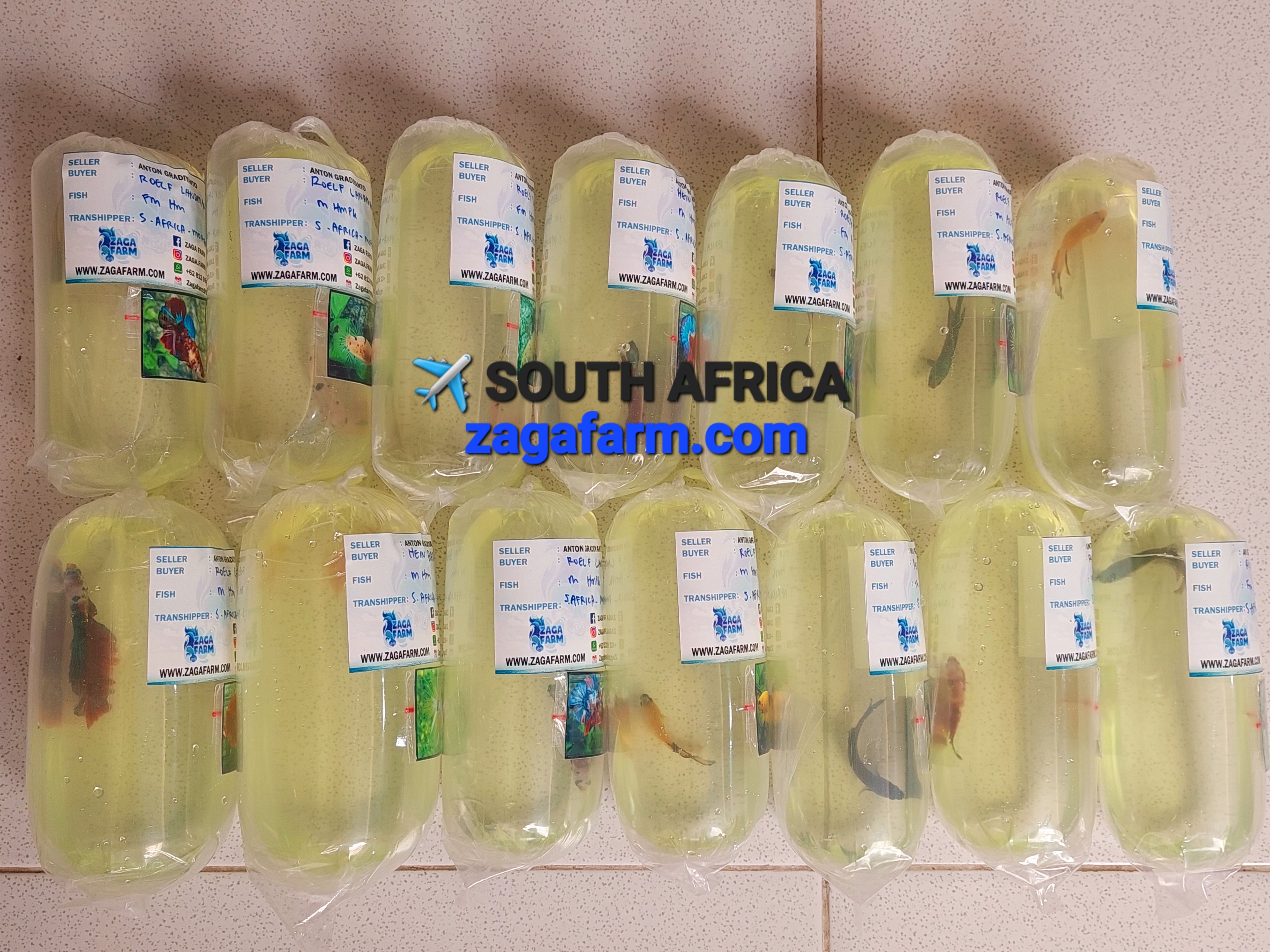 14 Betta Fish ✈️ South Africa