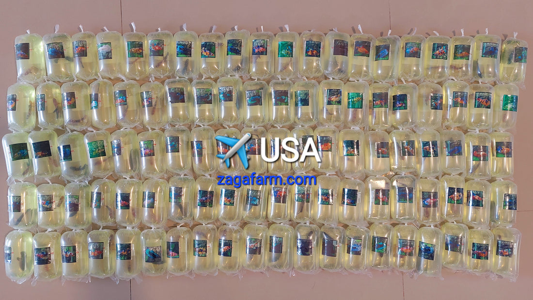 111 Bettas ✈️ USA - Transhipper Edy Tamtama