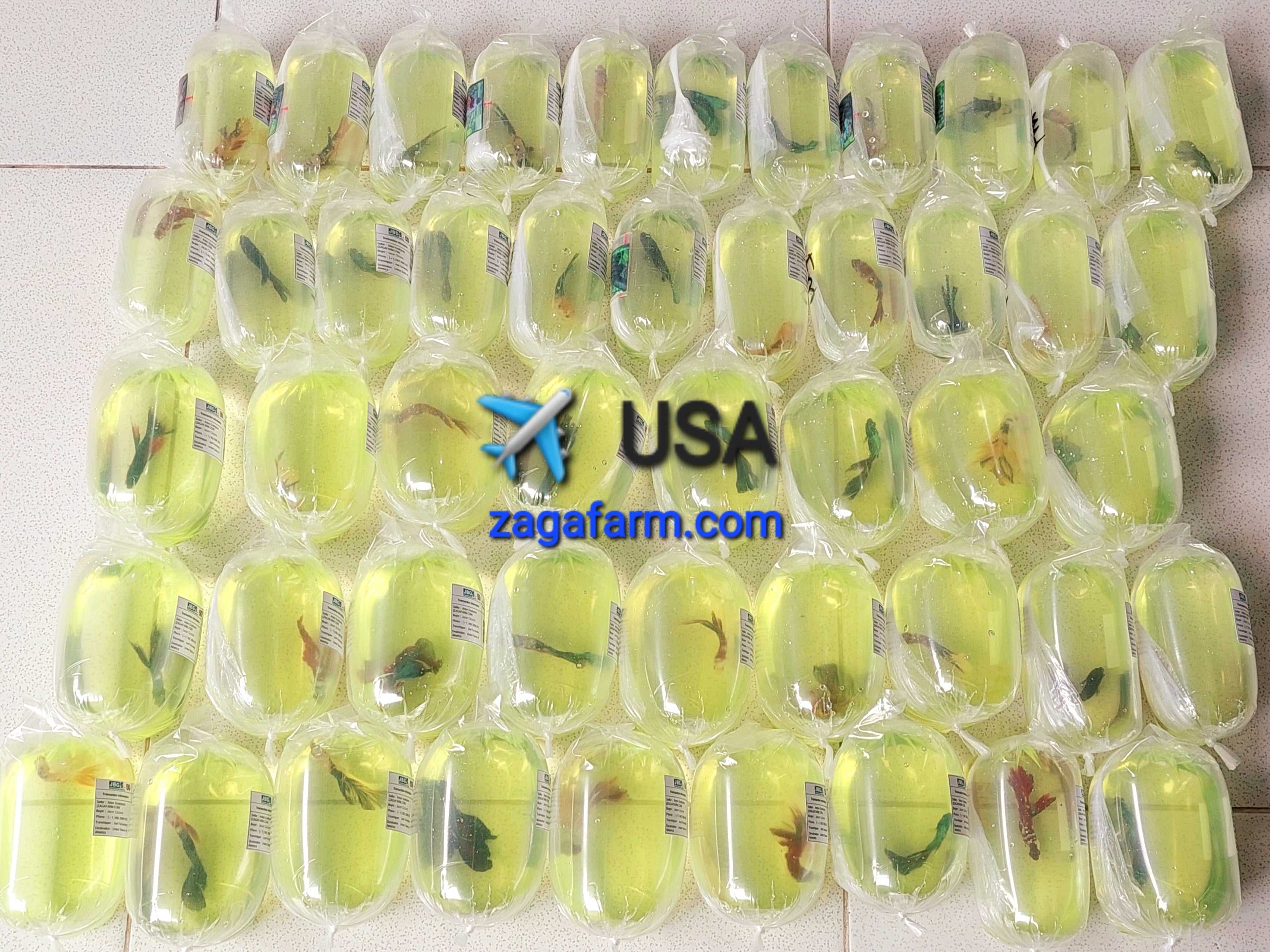 ✈️ USA - Transhipper Joel Fernandez