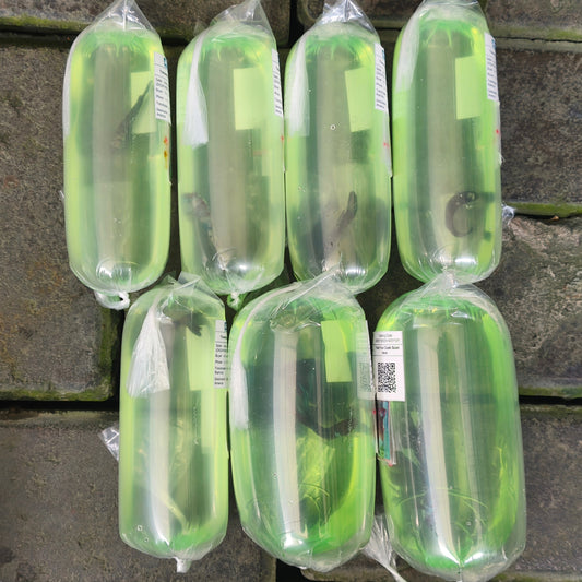 7 Betta Fish export to USA