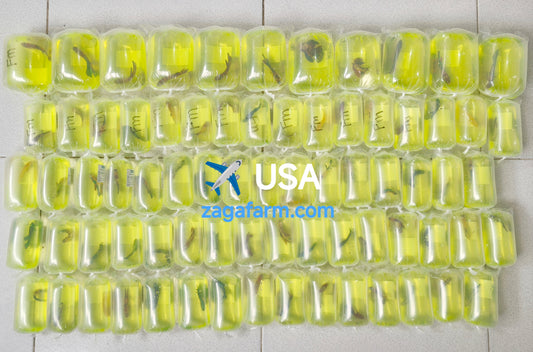 86 Betta Fish go to USA ✈️