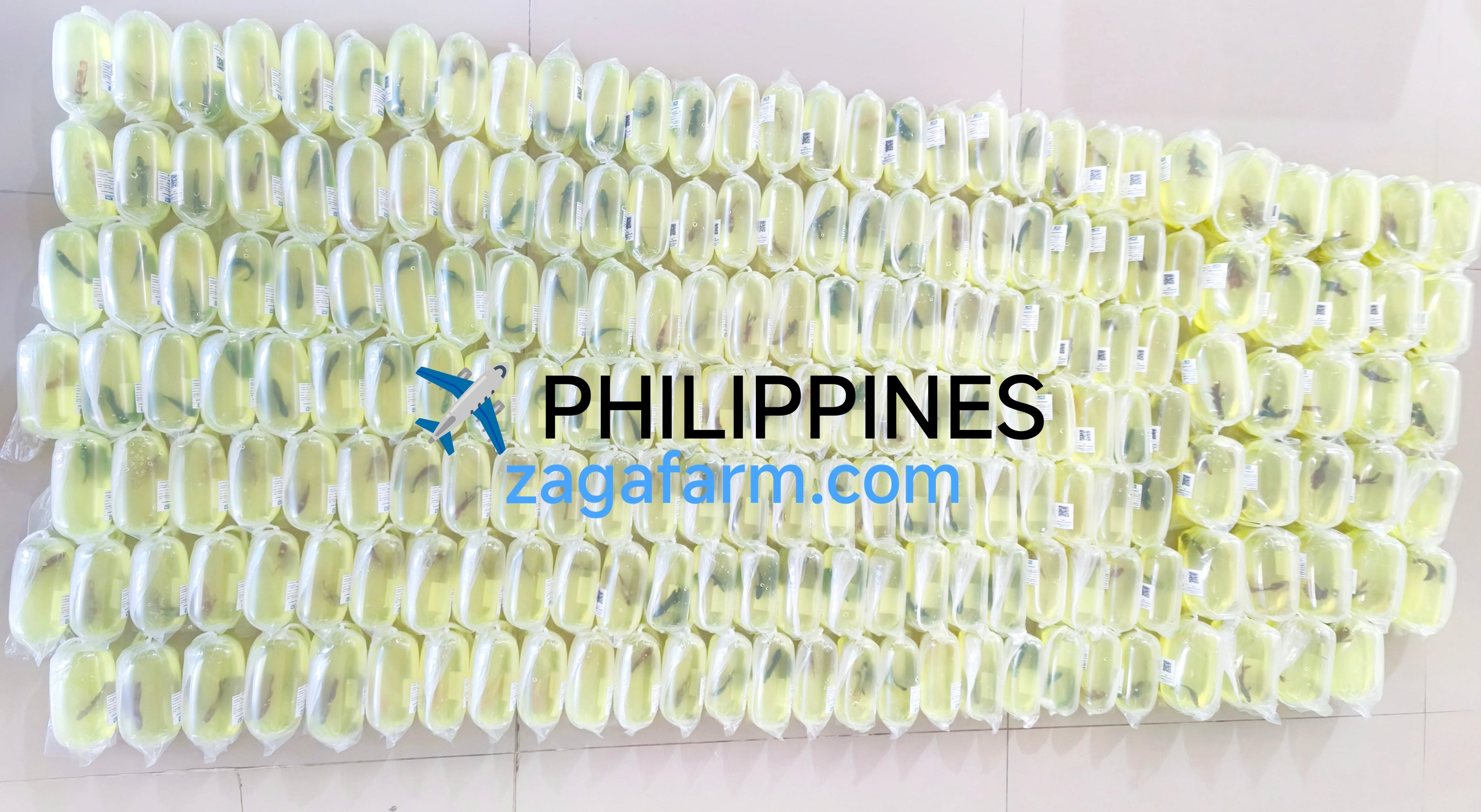 200 Betta ✈️ Philippines