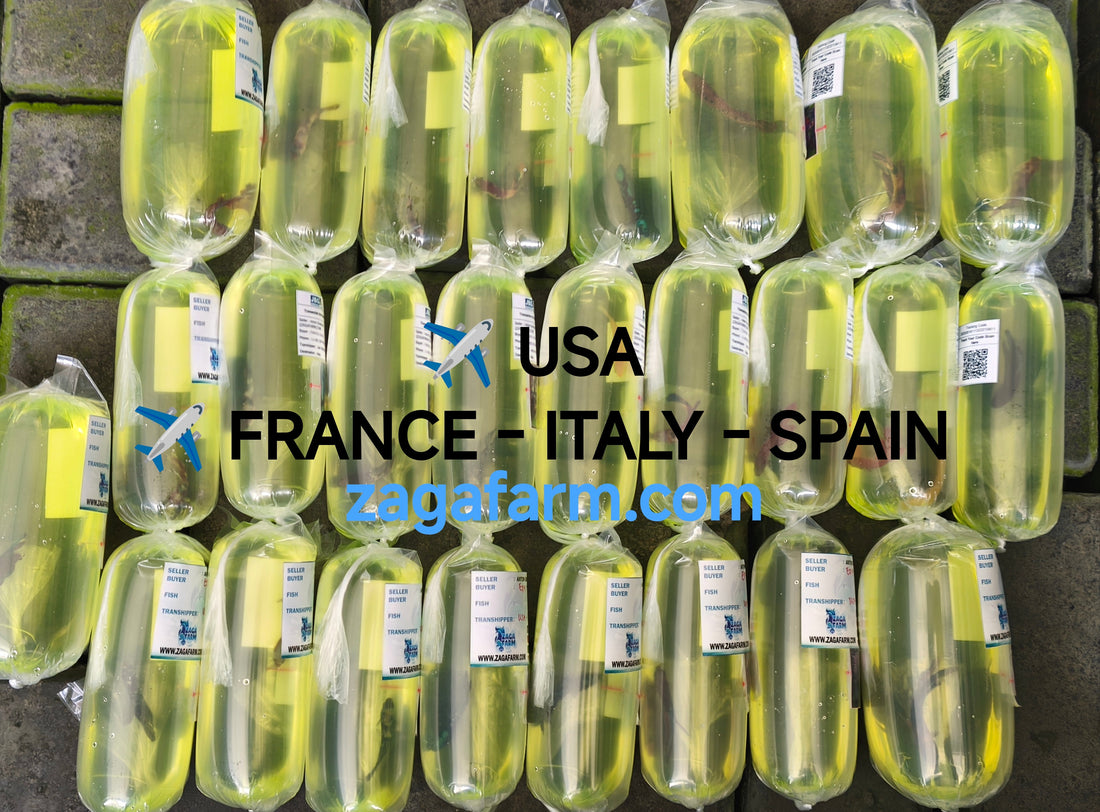 26 betta ✈️ USA & EUROPE