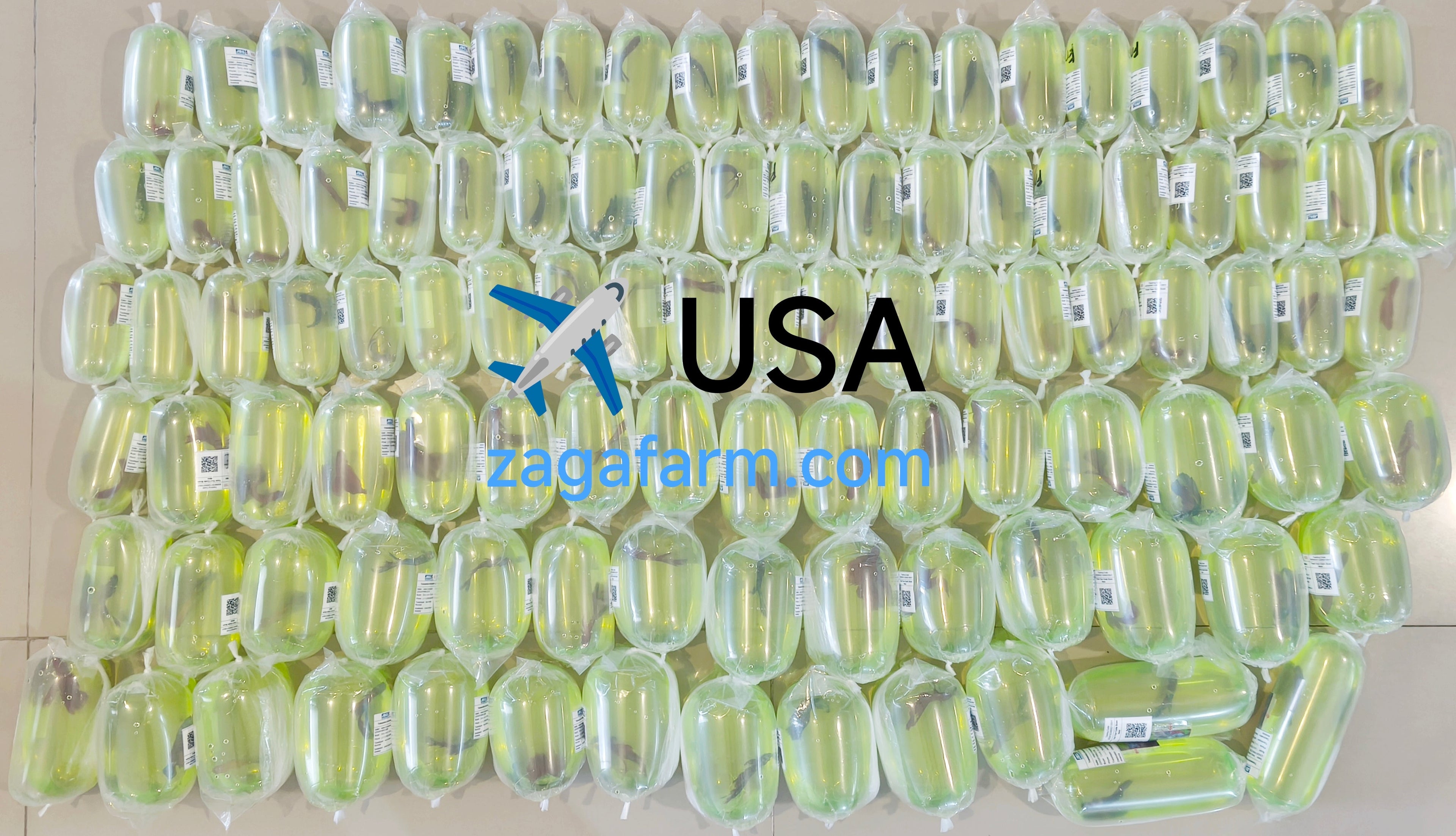 103 Betta ✈️ USA