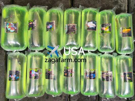 Export betta fish to United States of America