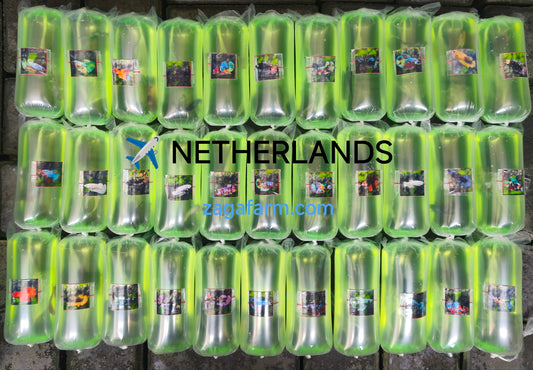 Export 33 Betta Females to Netherland
