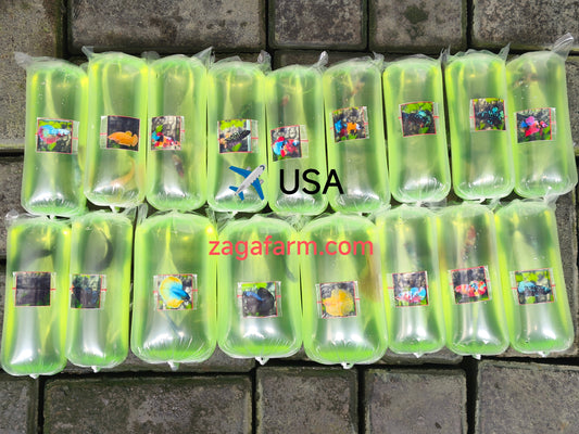 Export 30 Betta Fish to USA, South Africa and Philippines.